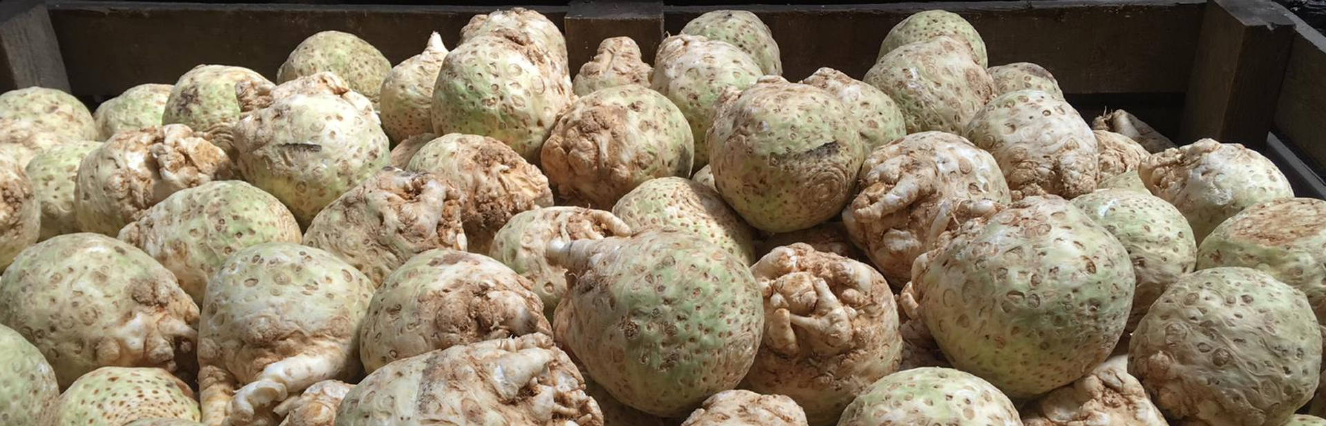 liedo_celeriac