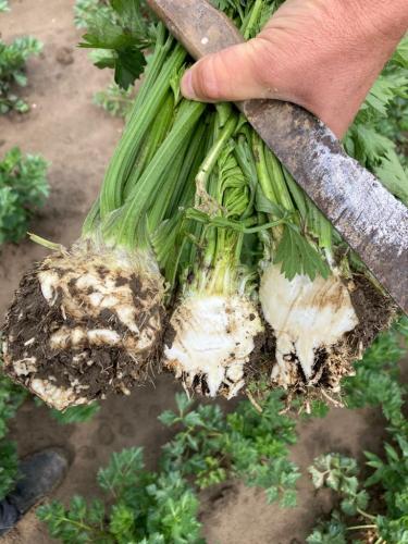 liedo-celeriac-knollen-17