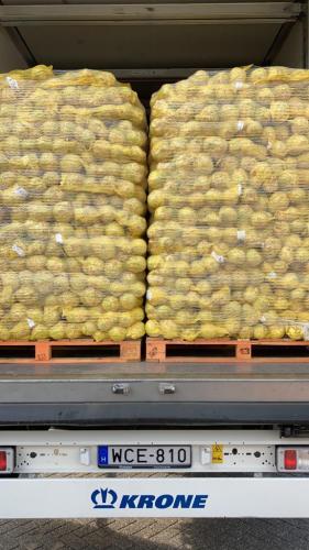 liedo-celeriac-knollen-30