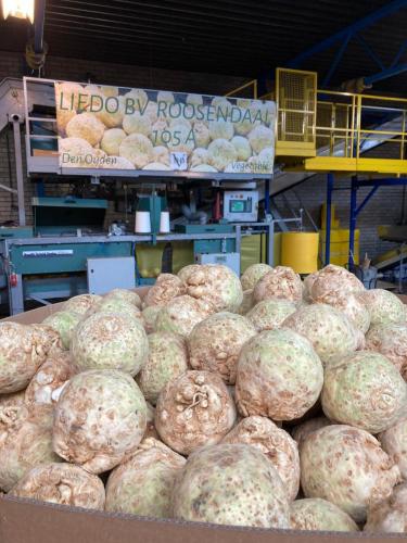 liedo-celeriac-knollen-42