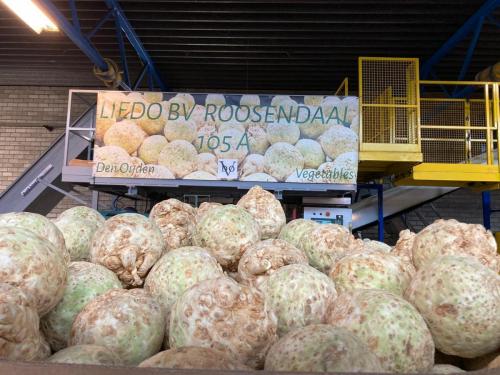 liedo-celeriac-knollen-43