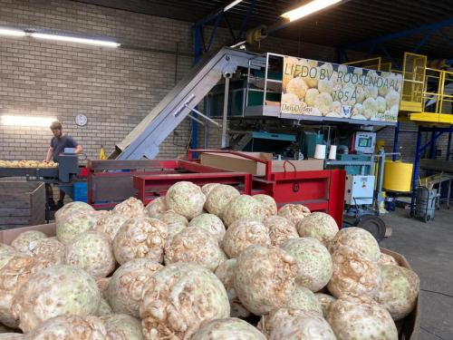 liedo-celeriac-knollen-44
